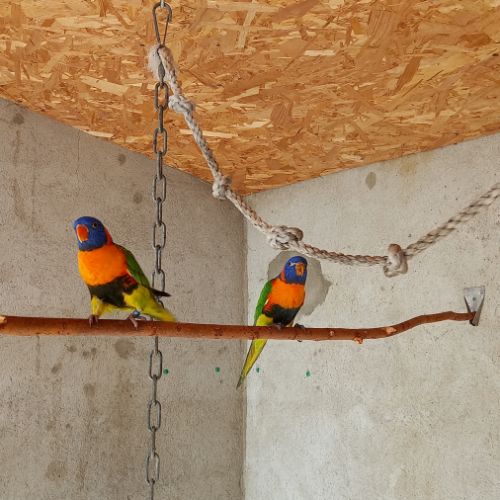 Loriquet rubritorquis #2