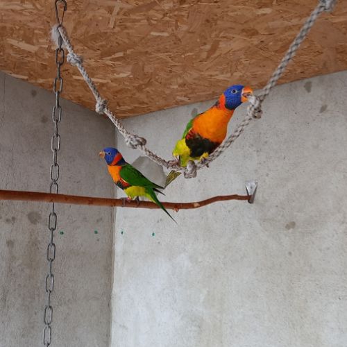 Loriquet rubritorquis #0