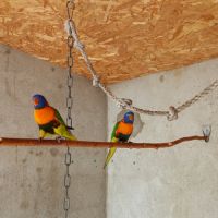 Loriquet rubritorquis #2