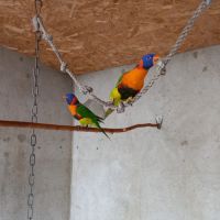 Loriquet rubritorquis