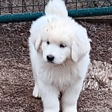 Chiots de berger de podhale