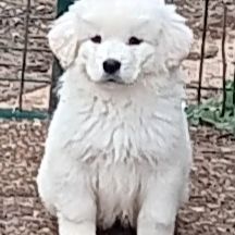 Chiots de berger de podhale #2