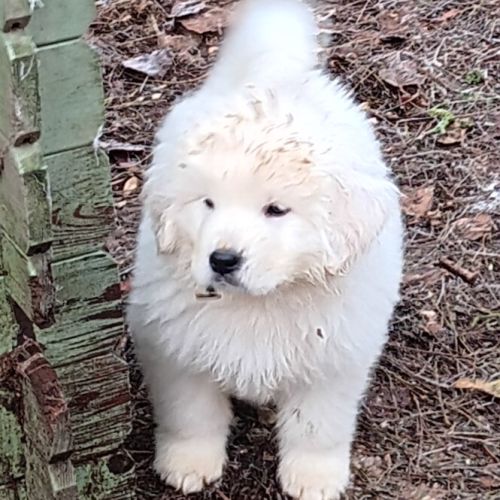 Chiots de berger de podhale #3