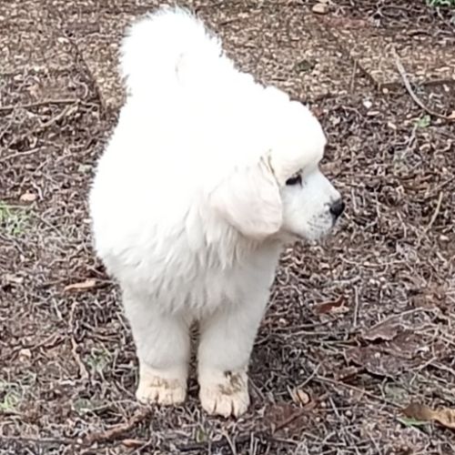 Chiots de berger de podhale #4