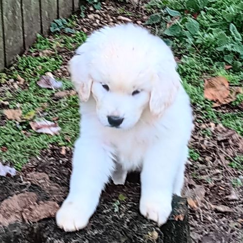 Chiots de berger de podhale #5