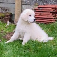 Chiots de berger de podhale #0