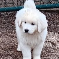 Chiots de berger de podhale #0