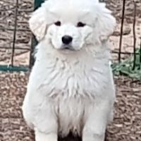 Chiots de berger de podhale #2