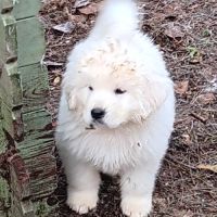 Chiots de berger de podhale #3