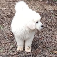 Chiots de berger de podhale #4