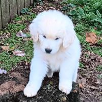 Chiots de berger de podhale #5