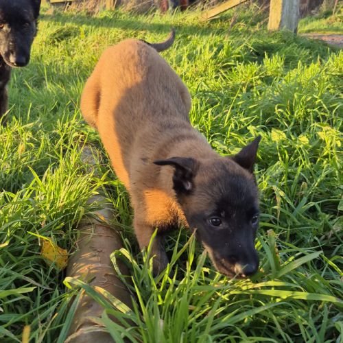 Berger belge malinois et tervuerun #3