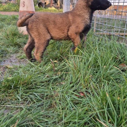 Berger belge malinois et tervuerun #4