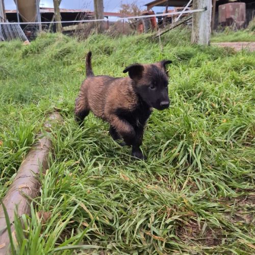 Berger belge malinois et tervuerun #6