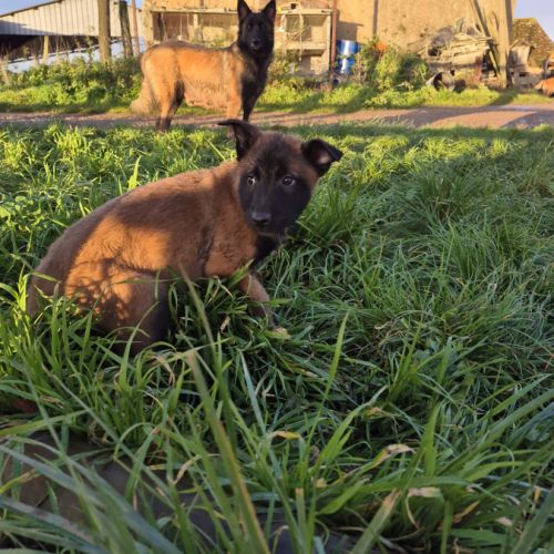 Berger belge malinois et tervuerun #7