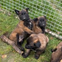 Berger belge malinois et tervuerun