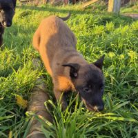 Berger belge malinois et tervuerun #3