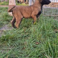 Berger belge malinois et tervuerun #4