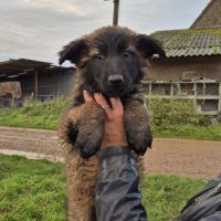 Berger belge malinois et tervuerun #5