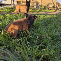 Berger belge malinois et tervuerun #7