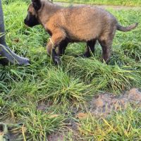 Berger belge malinois et tervuerun #8