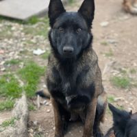 Berger belge malinois et tervuerun #9