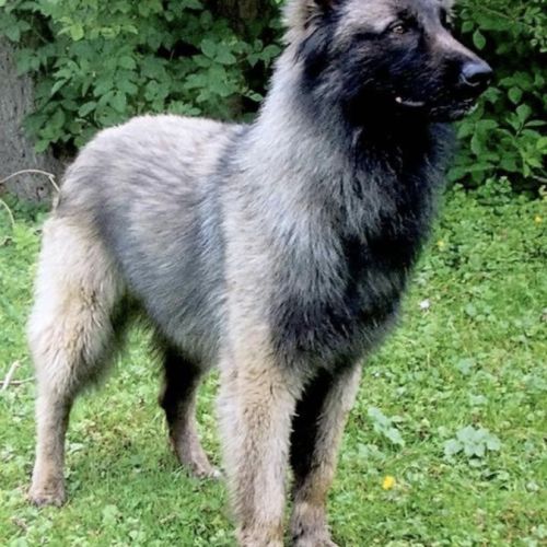 Chiots berger belge tervuren #1