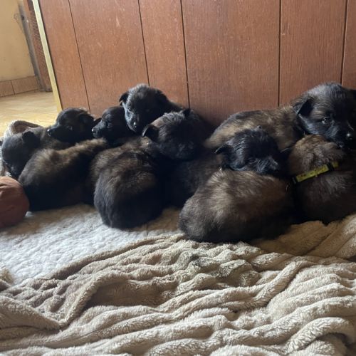 Chiots berger belge tervuren #3