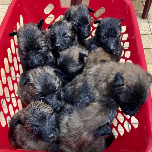 Chiots berger belge tervuren #0
