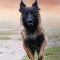 Chiots berger belge tervuren #2