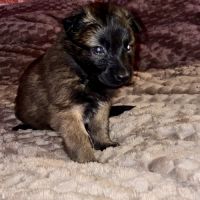 Chiots berger belge tervuren #5