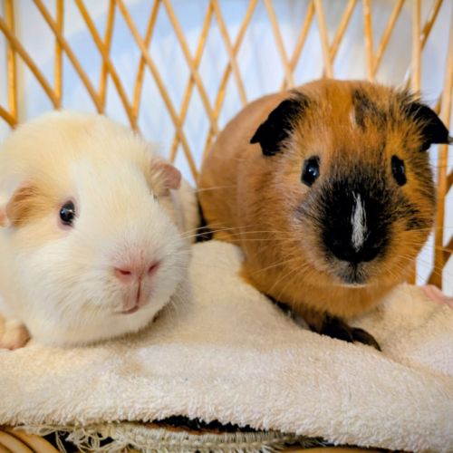 Duo de mâles, 1 ans