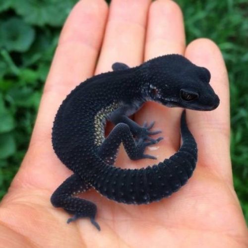 Cherche gecko léopard juvénile