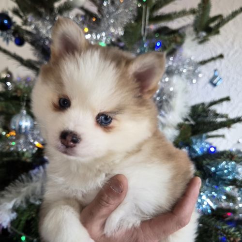 Pomsky f4 mini #1