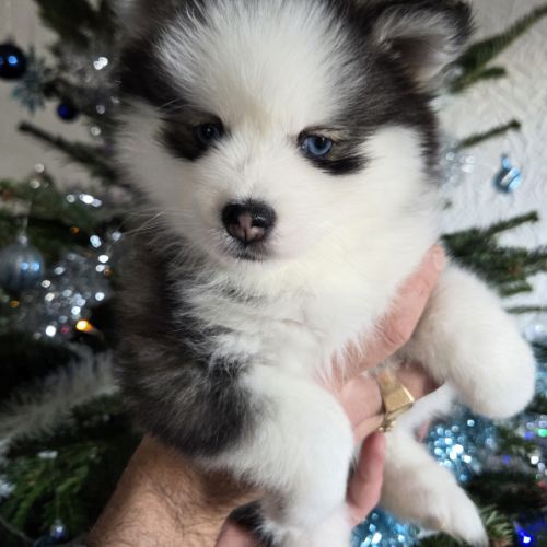 Pomsky f4 mini #2