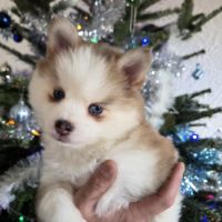 Pomsky f4 mini #1