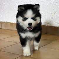 Pomsky f4 mini