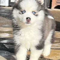 Pomsky f4 mini
