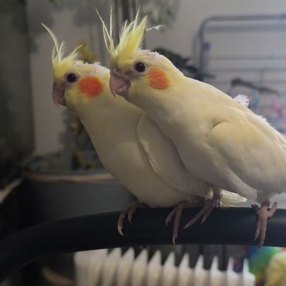 Calopsittes élevé main