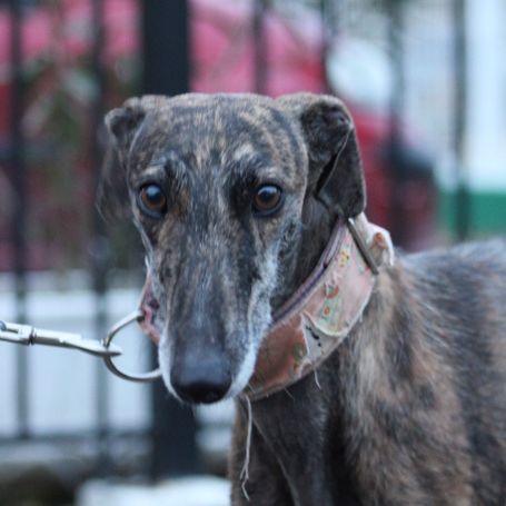 Masiel, 3ans adorable femelle lévrier espagnol #1