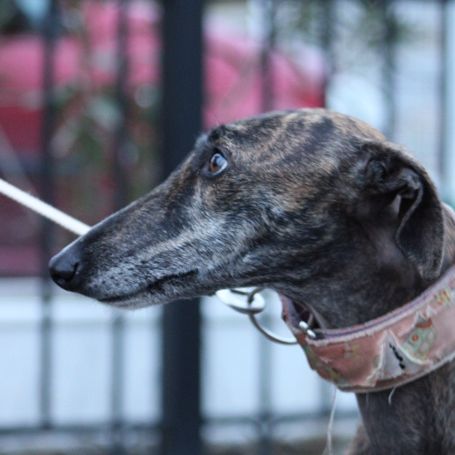 Masiel, 3ans adorable femelle lévrier espagnol