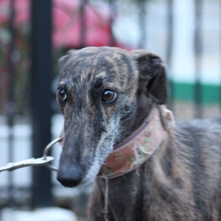 Masiel, 3ans adorable femelle lévrier espagnol #3