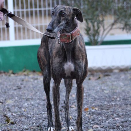 Masiel, 3ans adorable femelle lévrier espagnol #4