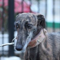 Masiel, 3ans adorable femelle lévrier espagnol #3