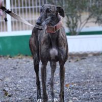 Masiel, 3ans adorable femelle lévrier espagnol #4