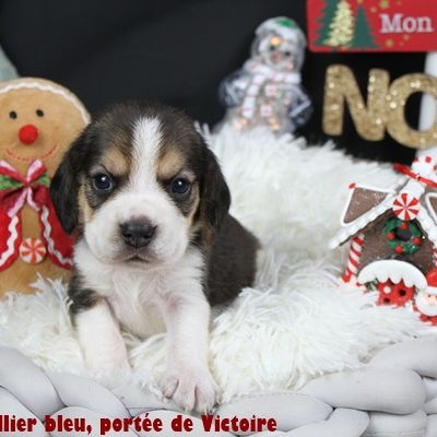 Chiots beagle lof à vendre