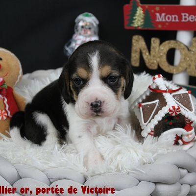 Chiots beagle lof à vendre #2