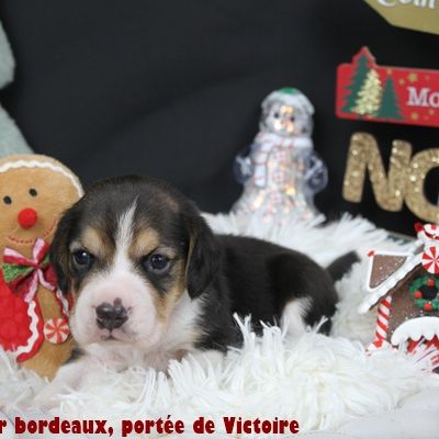 Chiots beagle lof à vendre #4