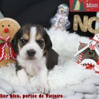 Chiots beagle lof à vendre