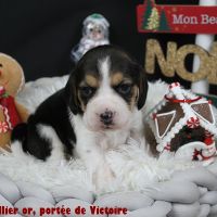 Chiots beagle lof à vendre #2